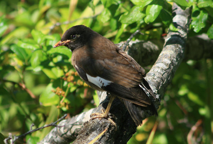 Common Myna; exotic