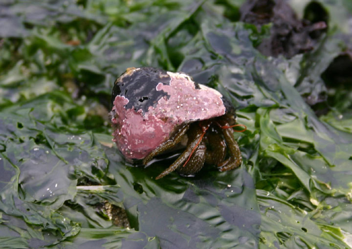 Grainy Hermit Crab in Black Tegula