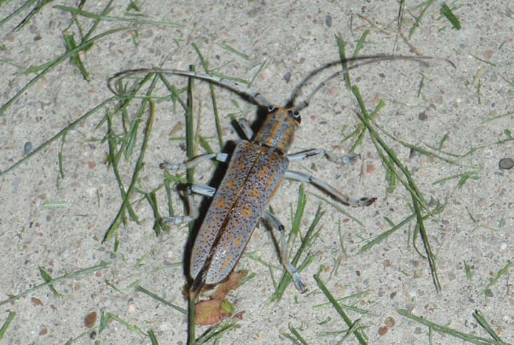 Saperda calcarata; Poplar Borer