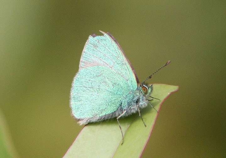 Udara blackburni; Blackburns Bluet; endemic to Hawaii