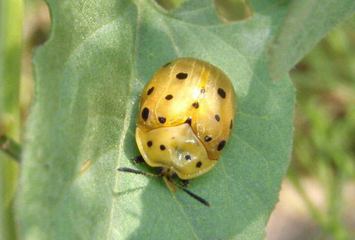 Chelymorpha cassidea; Argus Tortoise Beetle
