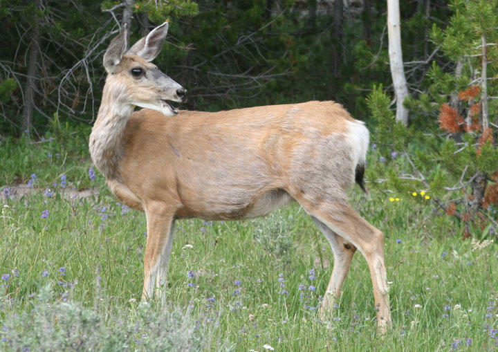 Mule Deer; doe