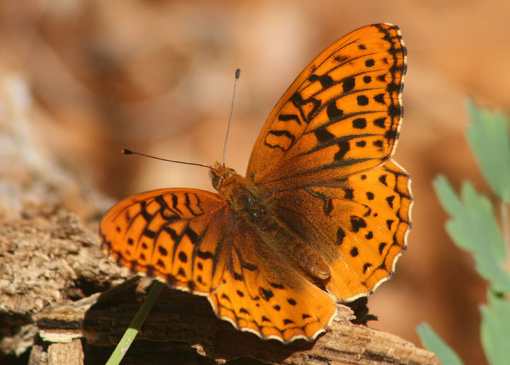 Speyeria cybele; Great Spangled Fritillary