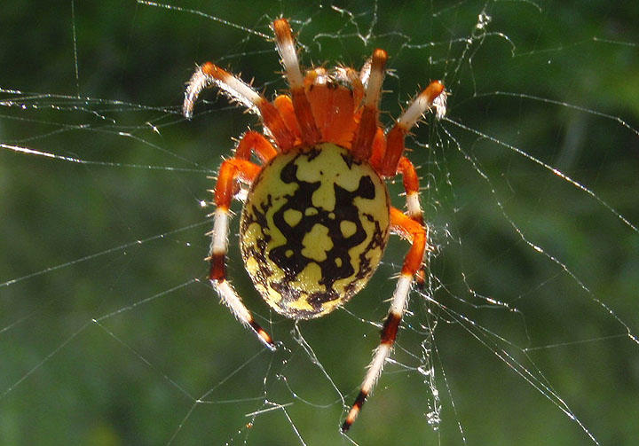 Araneus marmoreus; Marbled Orb Weaver; female