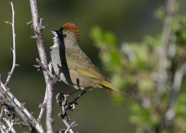 Green-tailed Towhee