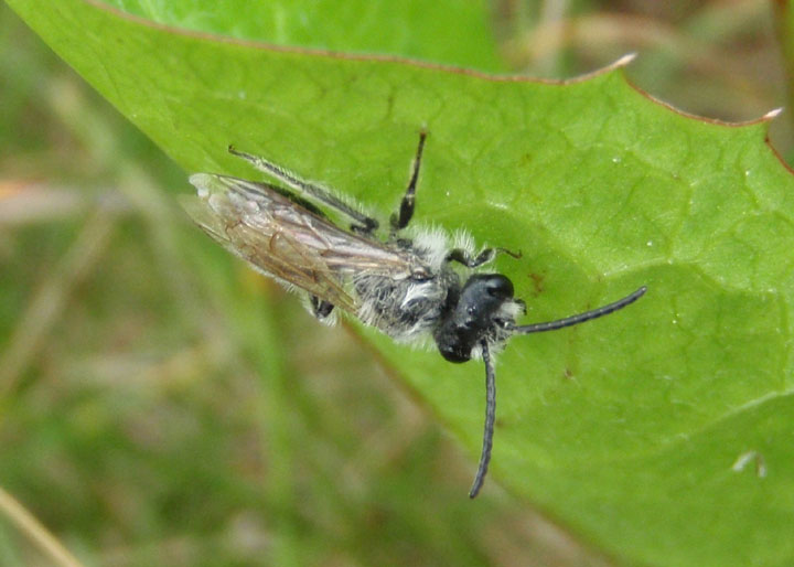 Andrena Miner Bee species