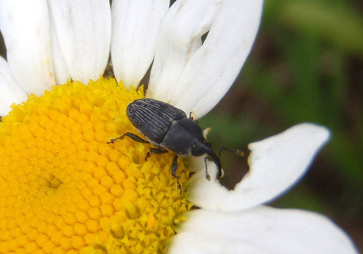 Odontocorynus Weevil species