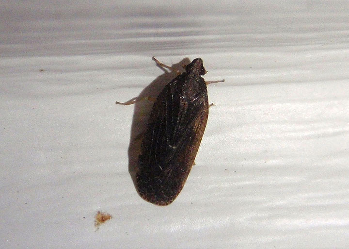 Cixidia fusca; Achilid Planthopper species