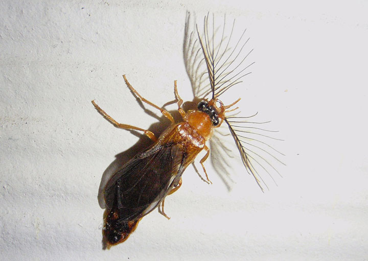 Phengodes Glowworm Beetle species; male