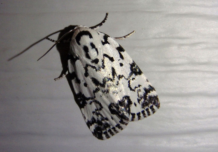 9285 - Polygrammate hebraeicum; The Hebrew