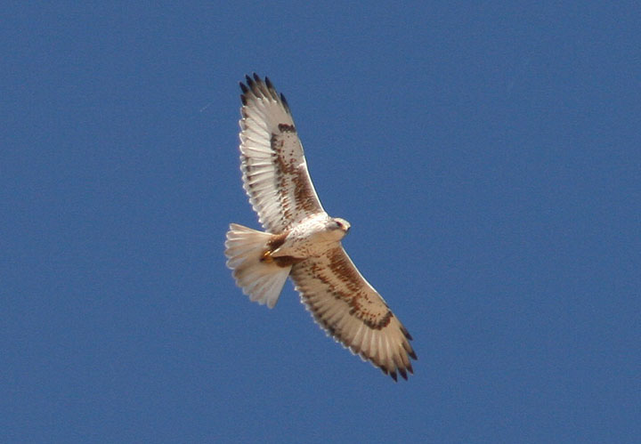 Ferruginous Hawk