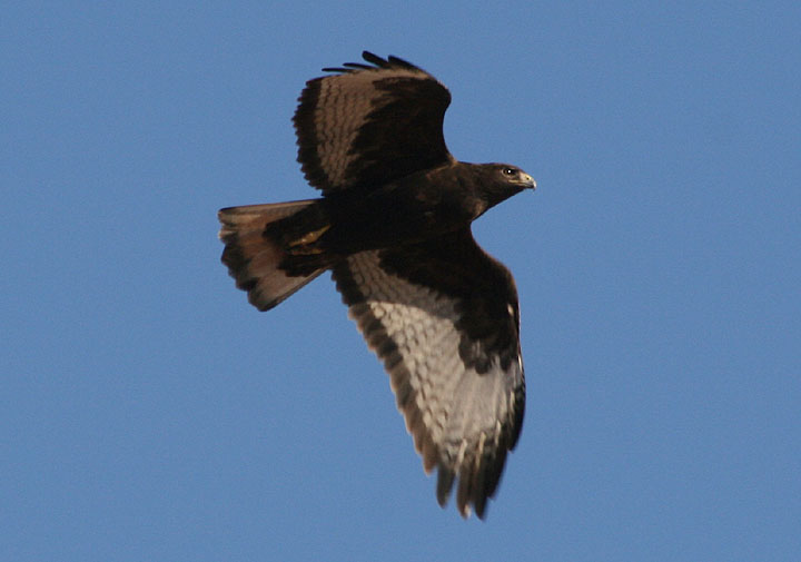 Red-tailed Hawk; dark morph