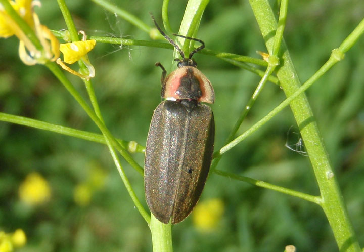 Ellychnia corrusca; Winter Firefly