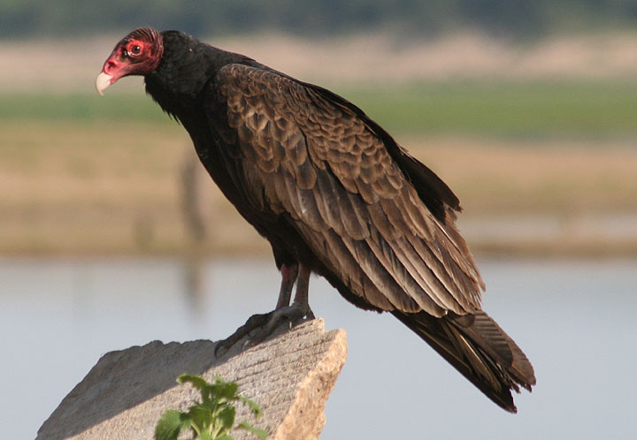 Turkey Vulture