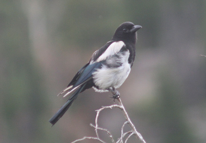 Black-billed Magpie; juvenile