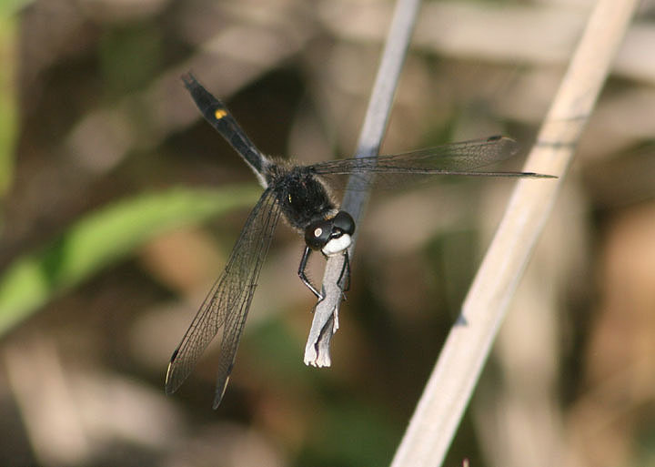 Leucorrhinia intacta; Dot-tailed Whiteface; male