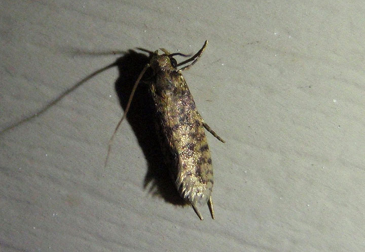 0428 - Setomorpha rutella; Tropical Tobacco Moth; exotic