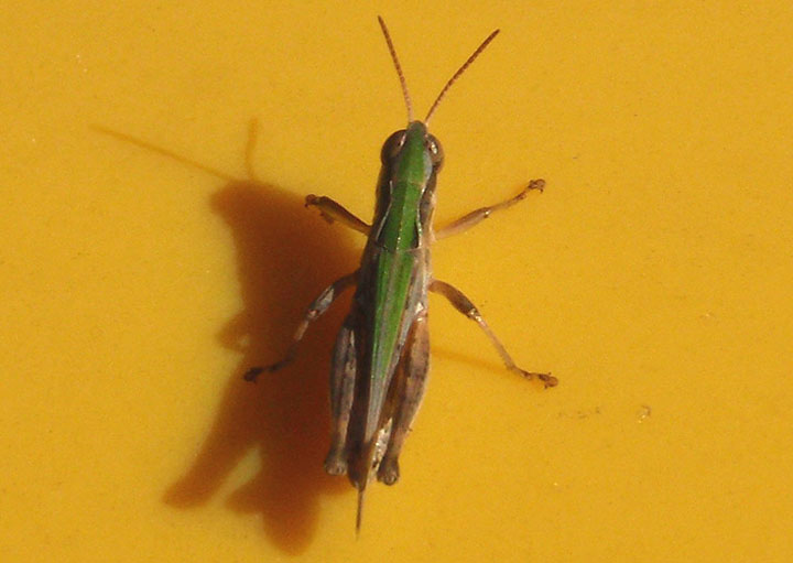 Orphulella speciosa; Slantfaced Pasture Grasshopper