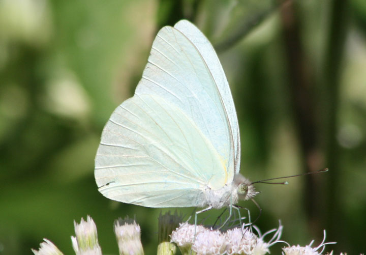 Glutophrissa drusilla; Florida White