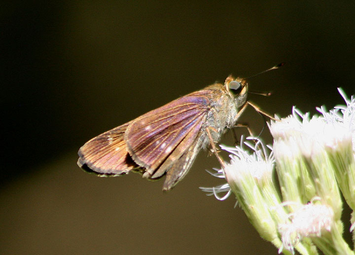 Panoquina lucas; Purple-washed Skipper