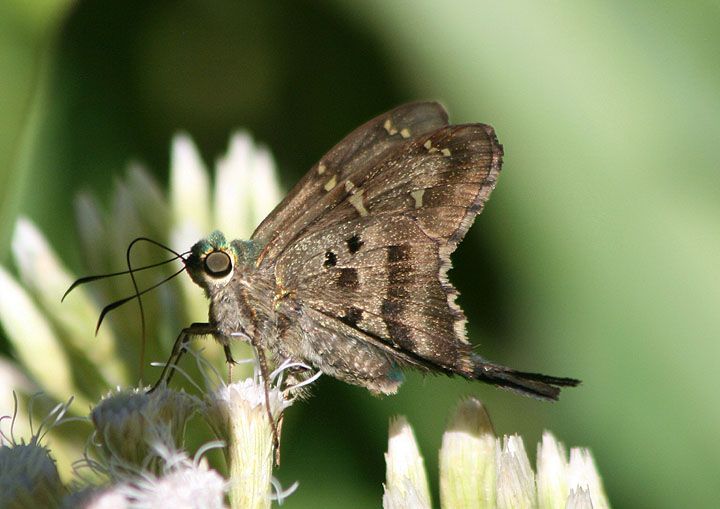 Urbanus proteus; Long-tailed Skipper