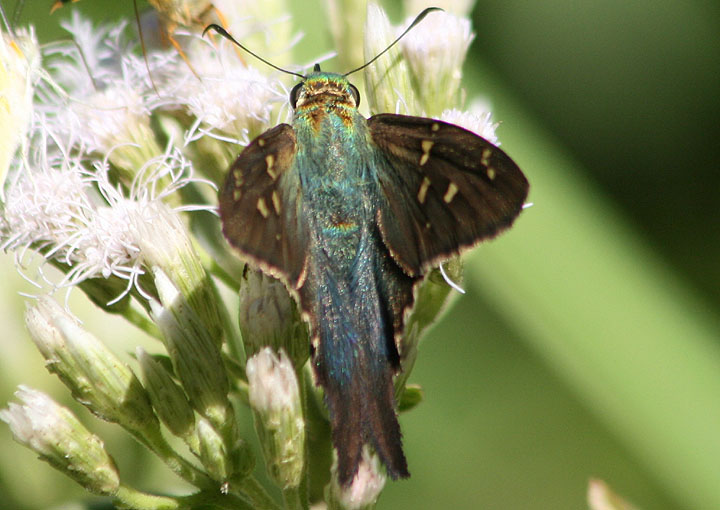 Urbanus proteus; Long-tailed Skipper