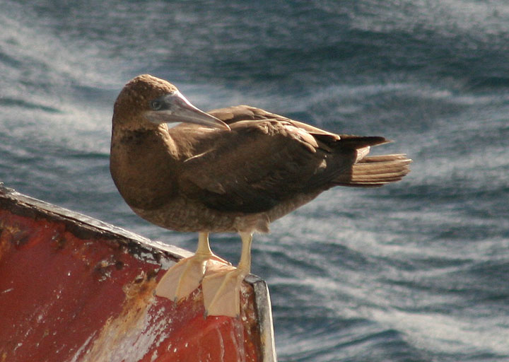 Brown Booby; immature