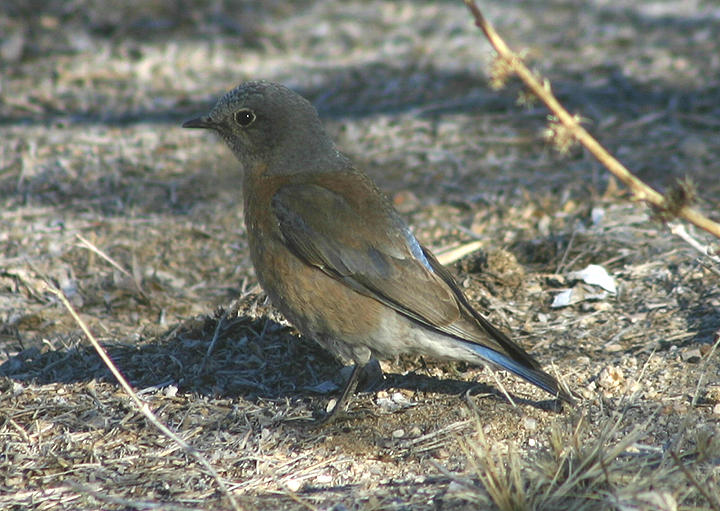 Western Bluebird; female