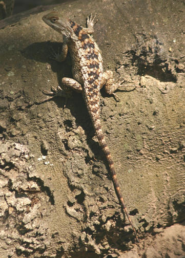 Texas Spiny Lizard