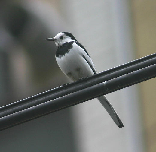 White Wagtail