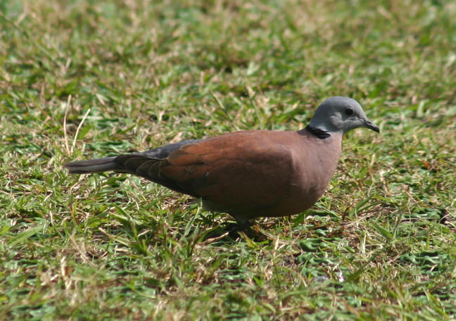 Red Turtle-Dove; male