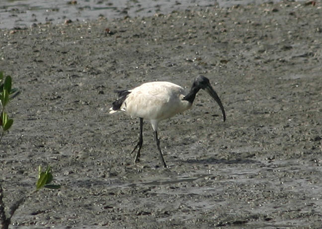 Sacred Ibis; exotic