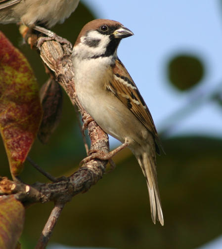Eurasian Tree Sparrow