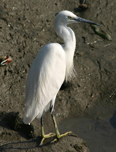 Little Egret