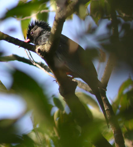 Black Bulbul