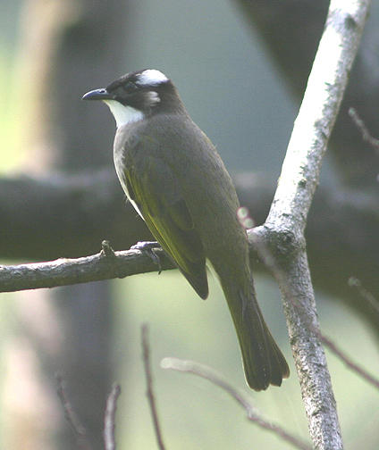 Light-vented Bulbul