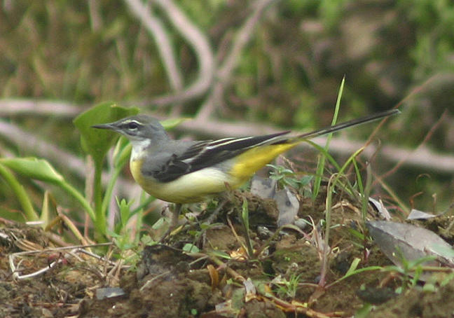 Gray Wagtail