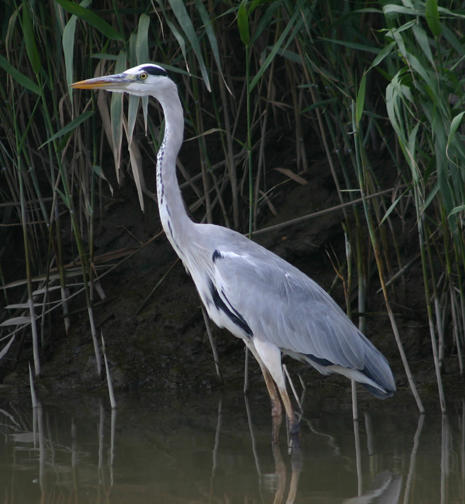 Grey Heron