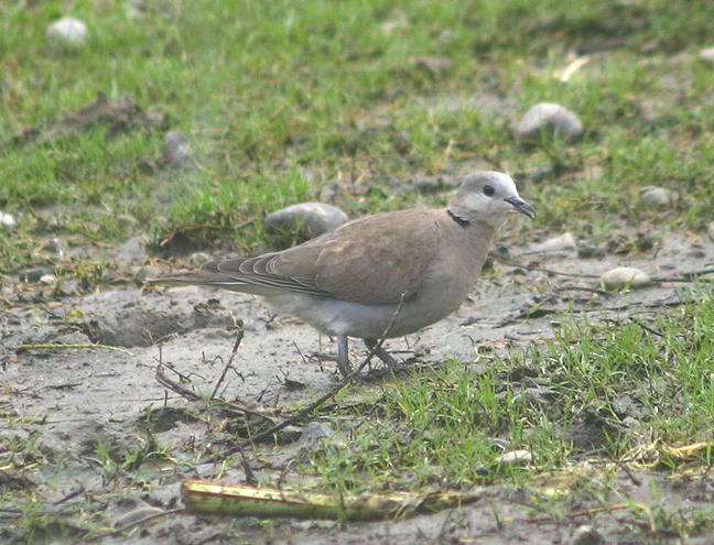 Red Turtle-Dove; female