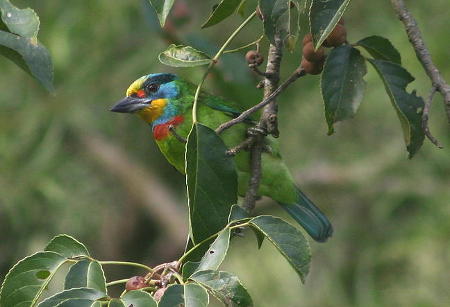 Taiwan Barbet; endemic