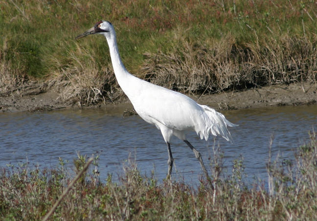 Whooping Crane