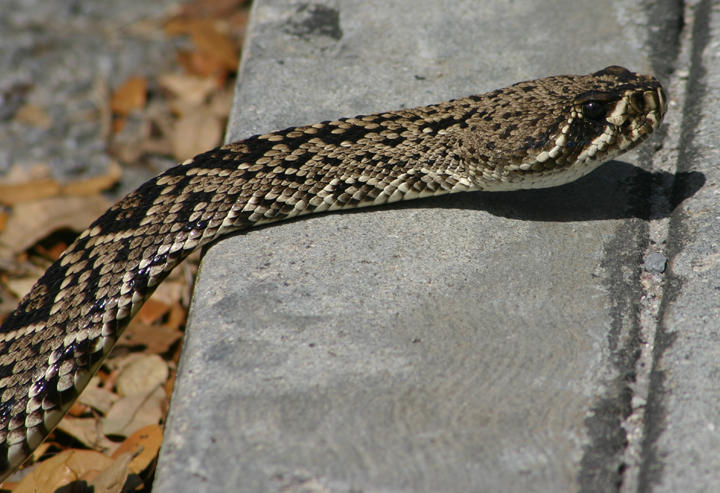 Eastern Diamondback Rattlesnake