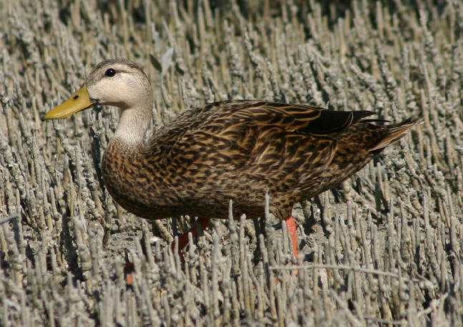 Mottled Duck; male