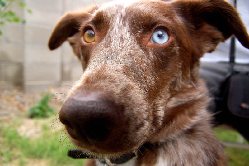 desi close up with a wide angle lens
