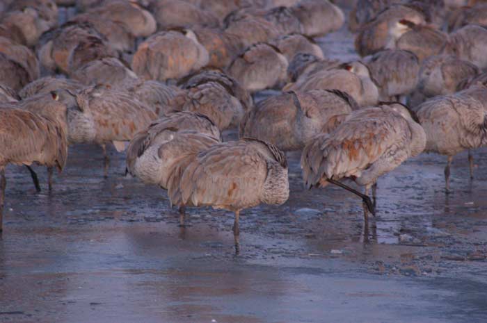 Bosque del Apache, December/2009
