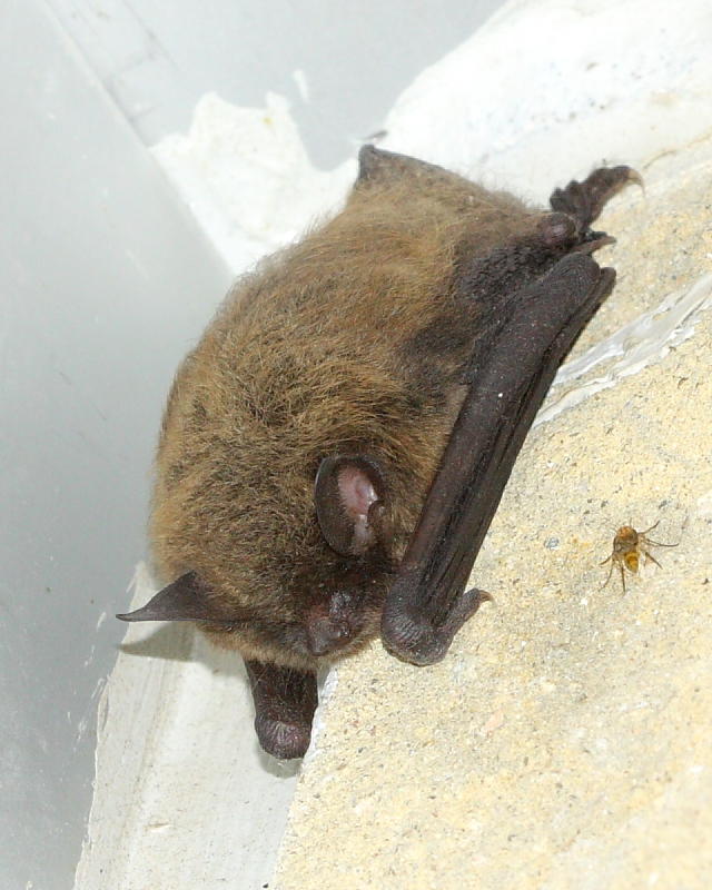 Little Brown Myotis (Myotis lucifugus)