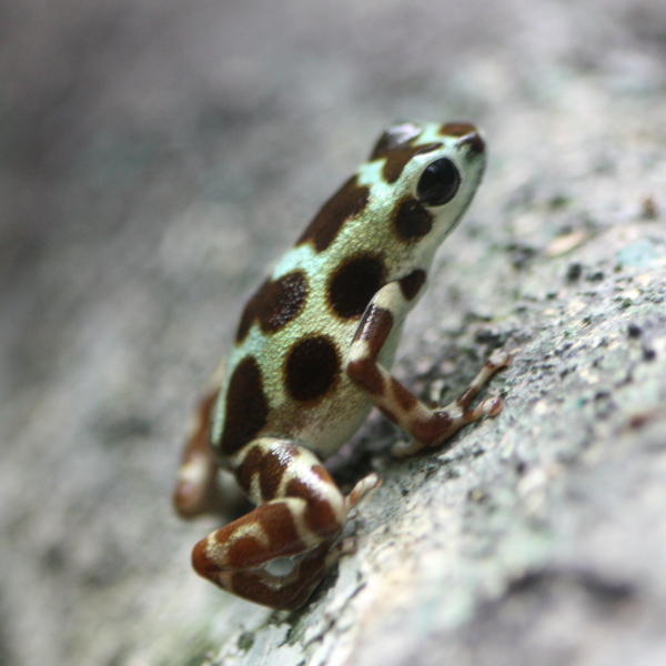 Mimic Poison Frog (Ranitomeya imitator)