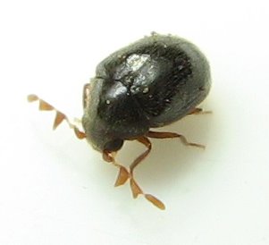 Byrrhodes intermedius