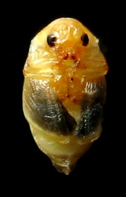 Dorcatoma pallicornis pupa