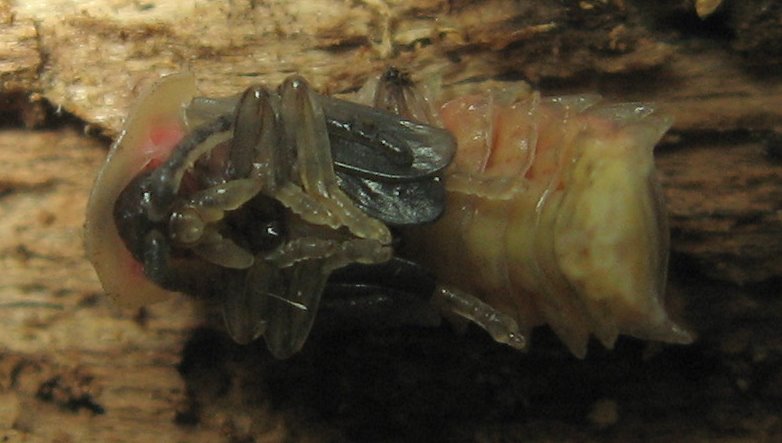 Black Firefly (Lucidota atra) pupa
